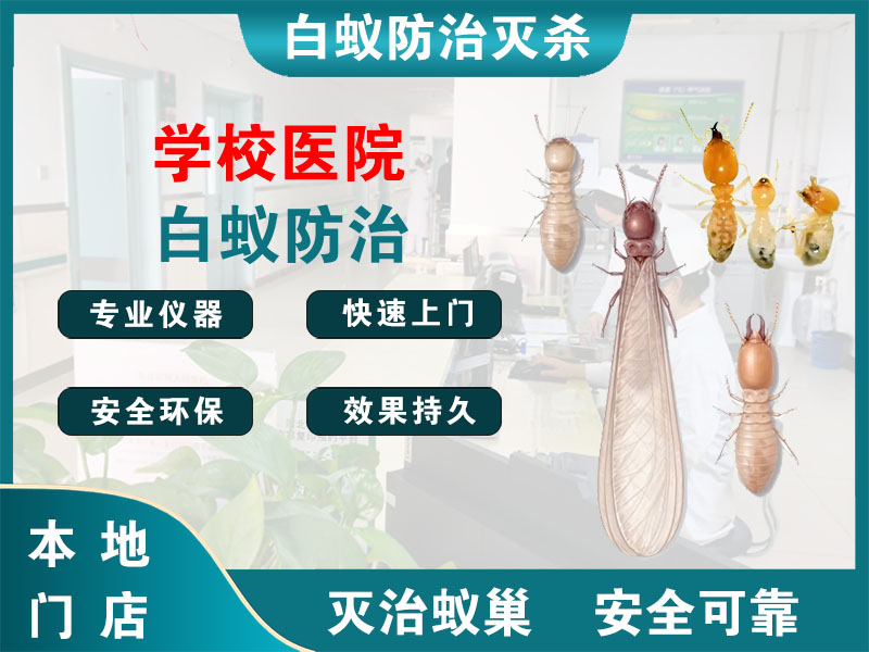奉贤区学校医院白蚁防治