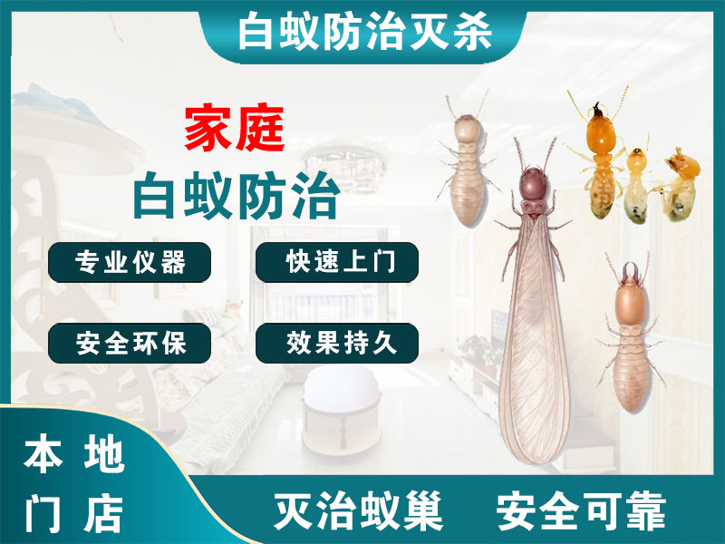 奉贤区家庭白蚁防治