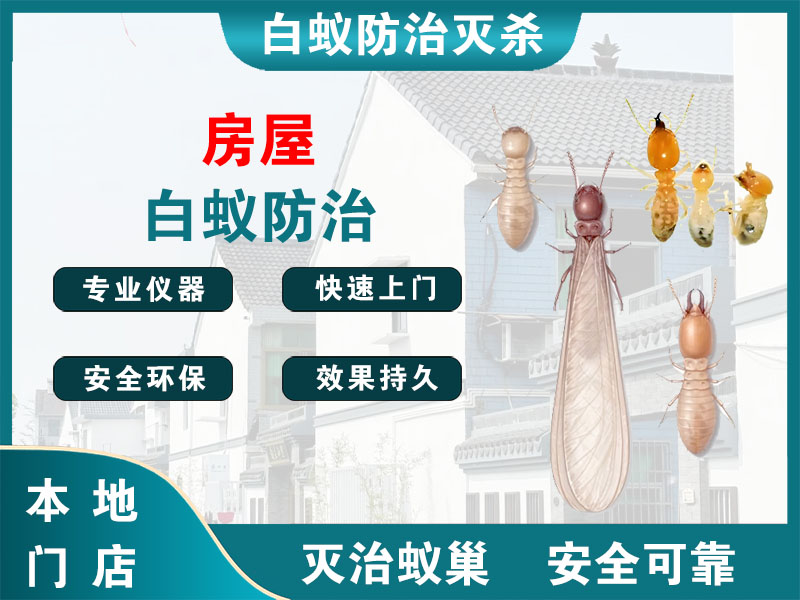 奉贤区房屋白蚁防治